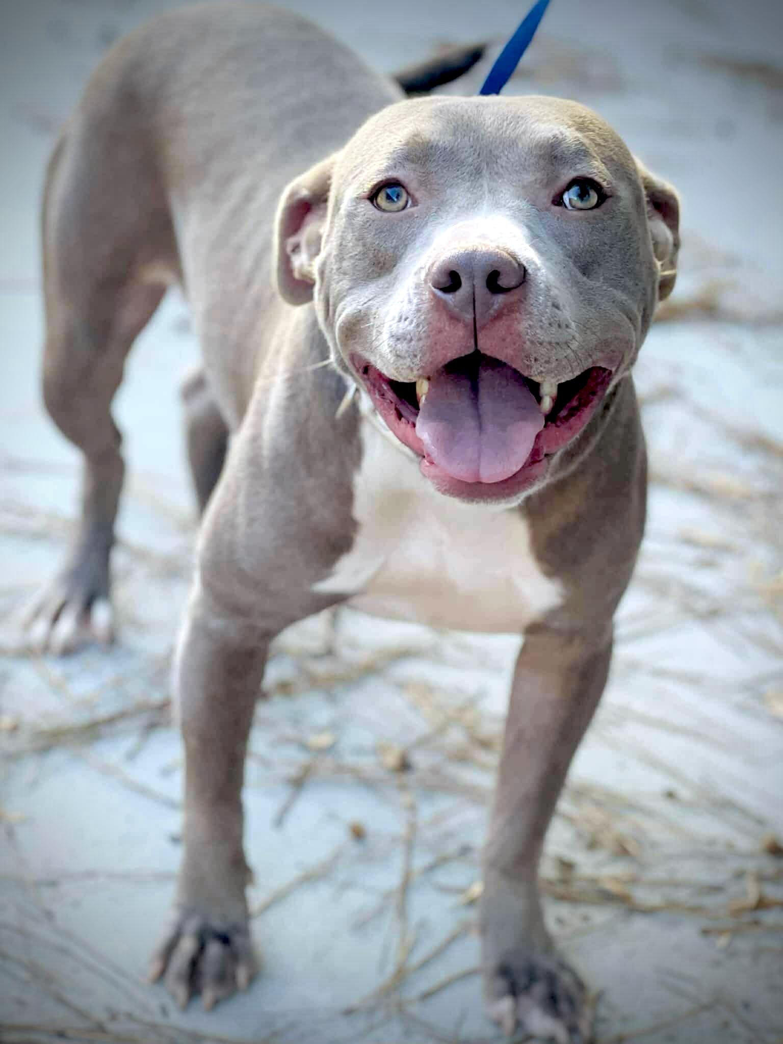 Juliette , an adopted Pit Bull Terrier in Oxford, GA image 2/3