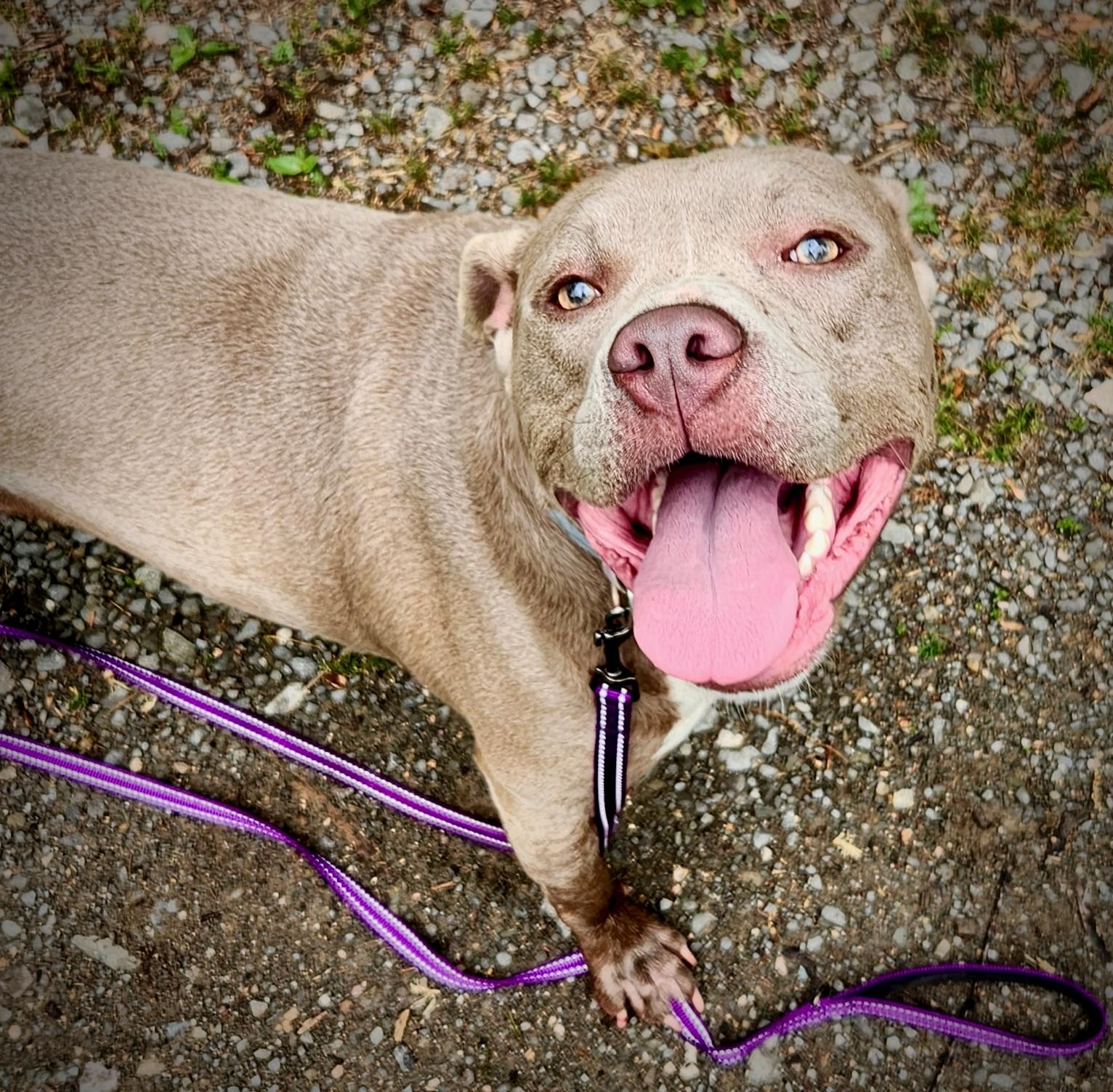 Juliette , an adopted Pit Bull Terrier in Oxford, GA image 3/3