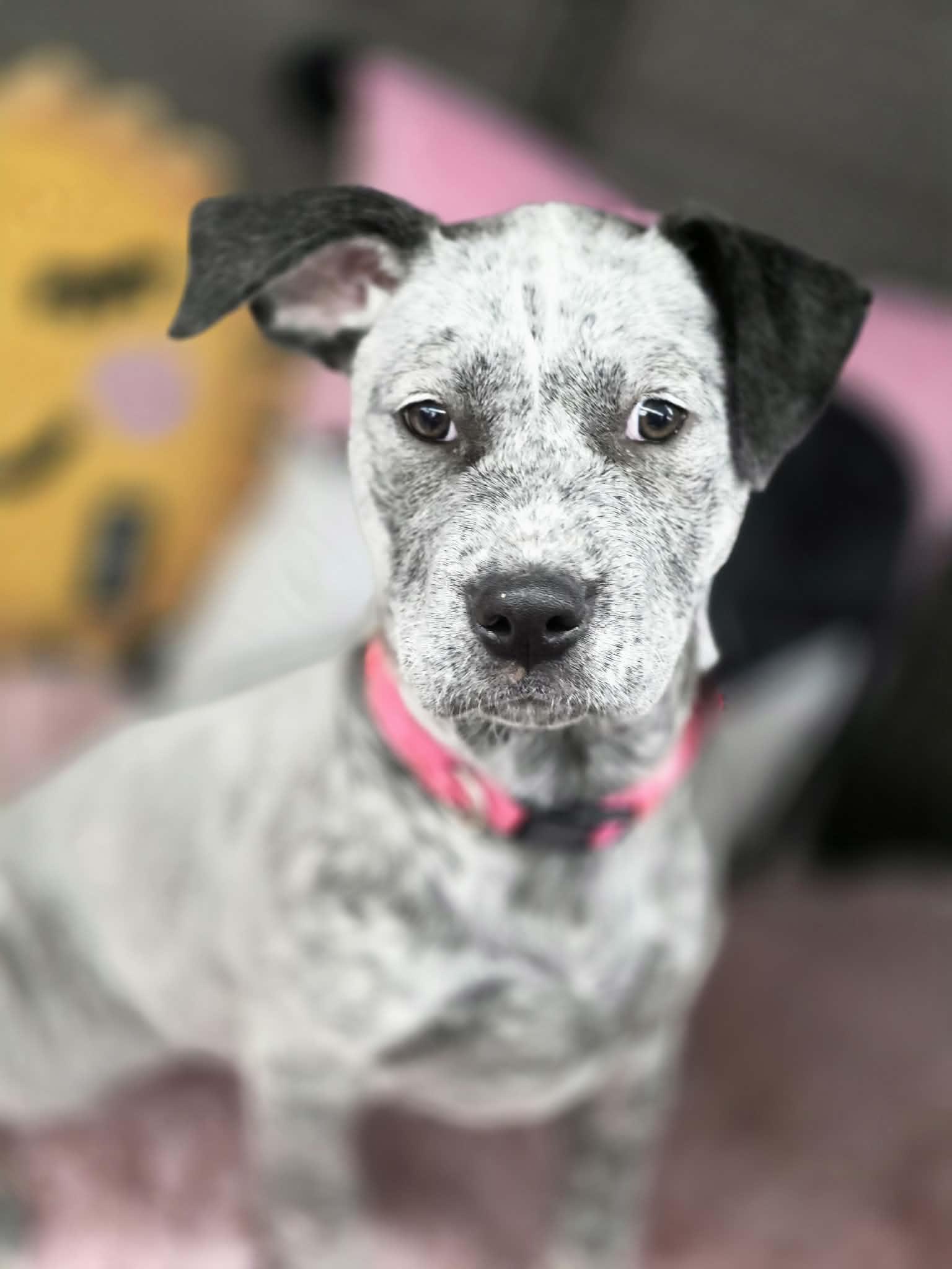 Enlarge SASSY, a ADOPTABLE mixed breed in Norco, CA image 1/4