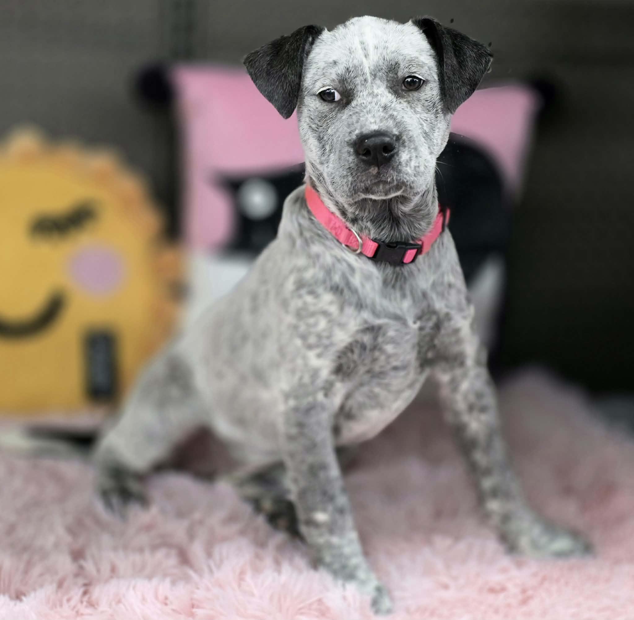 Enlarge SASSY, a ADOPTABLE mixed breed in Norco, CA image 4/4