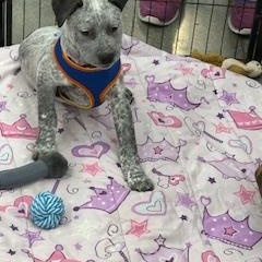 Enlarge SASSY, a ADOPTABLE mixed breed in Norco, CA image 2/4