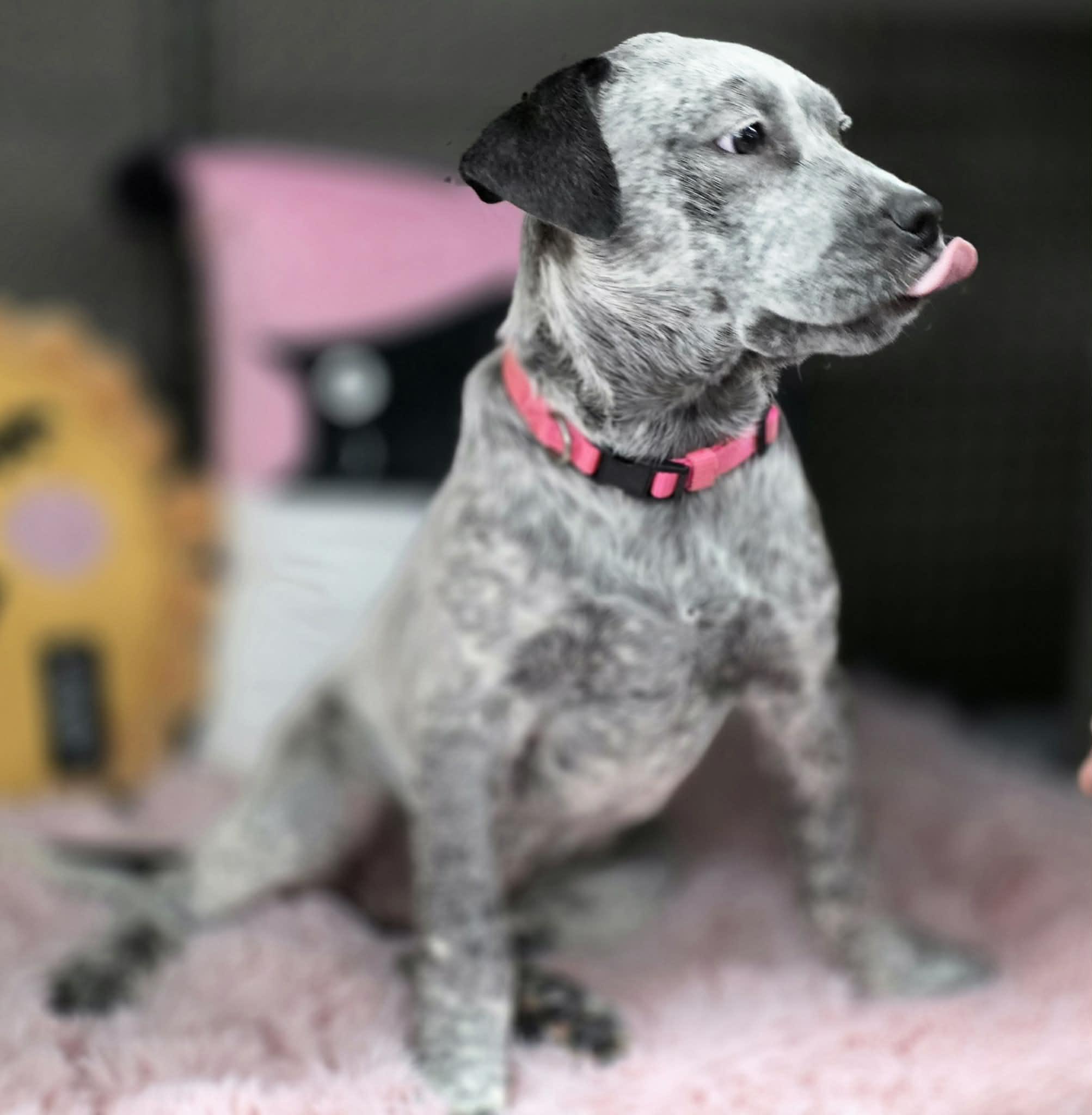 Enlarge SASSY, a ADOPTABLE mixed breed in Norco, CA image 3/4