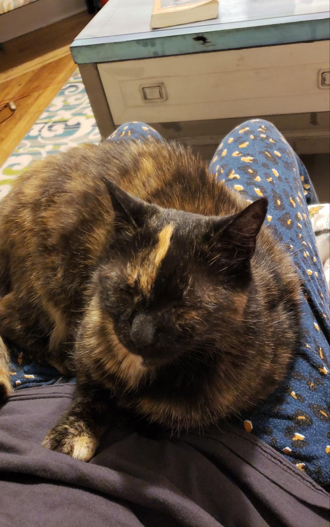 Starushka, Adoptable, Senior Female Tortoiseshell.