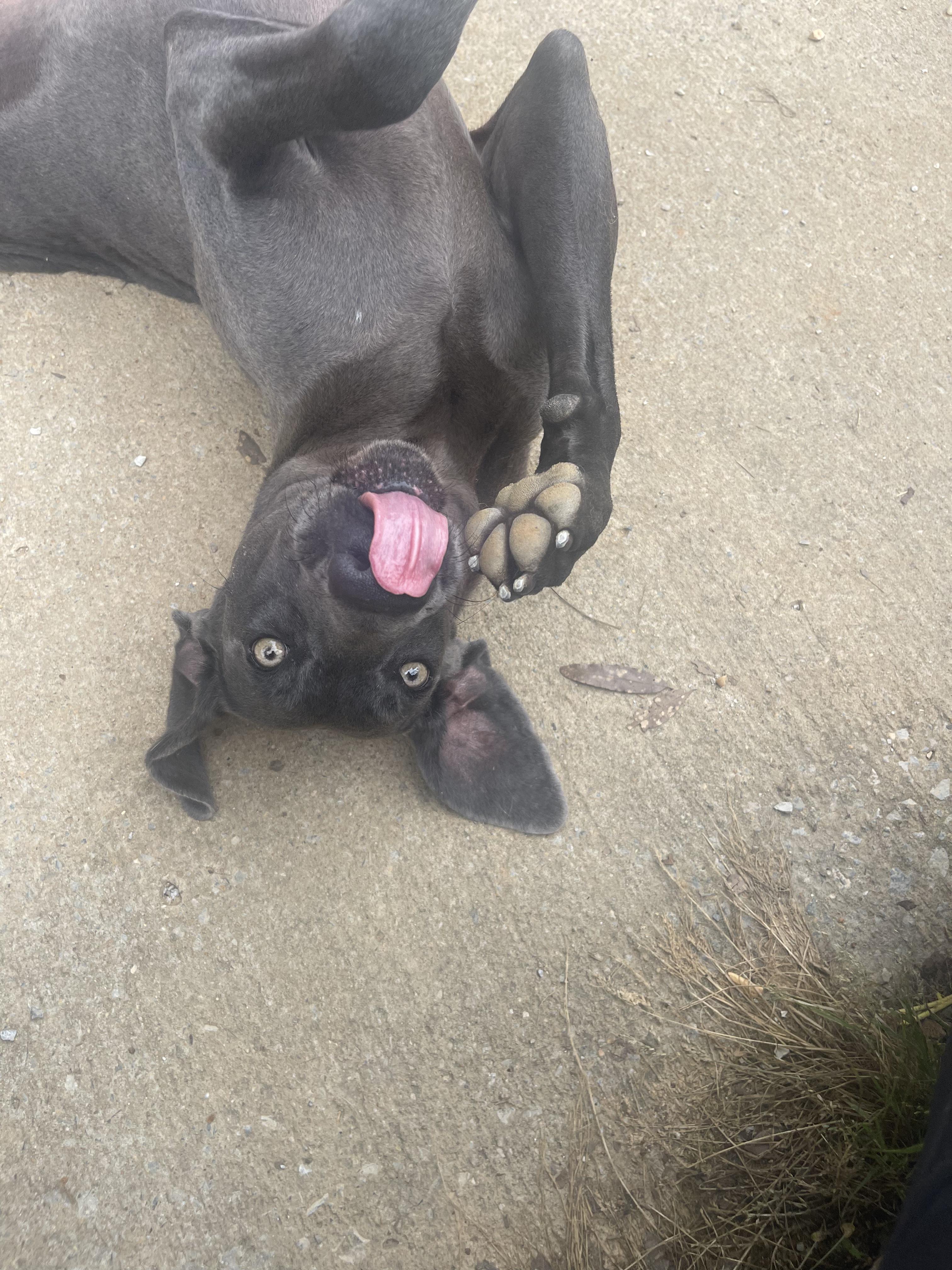 Enlarge Greta, a ADOPTABLE Weimaraner in Birmingham, AL image 3/4