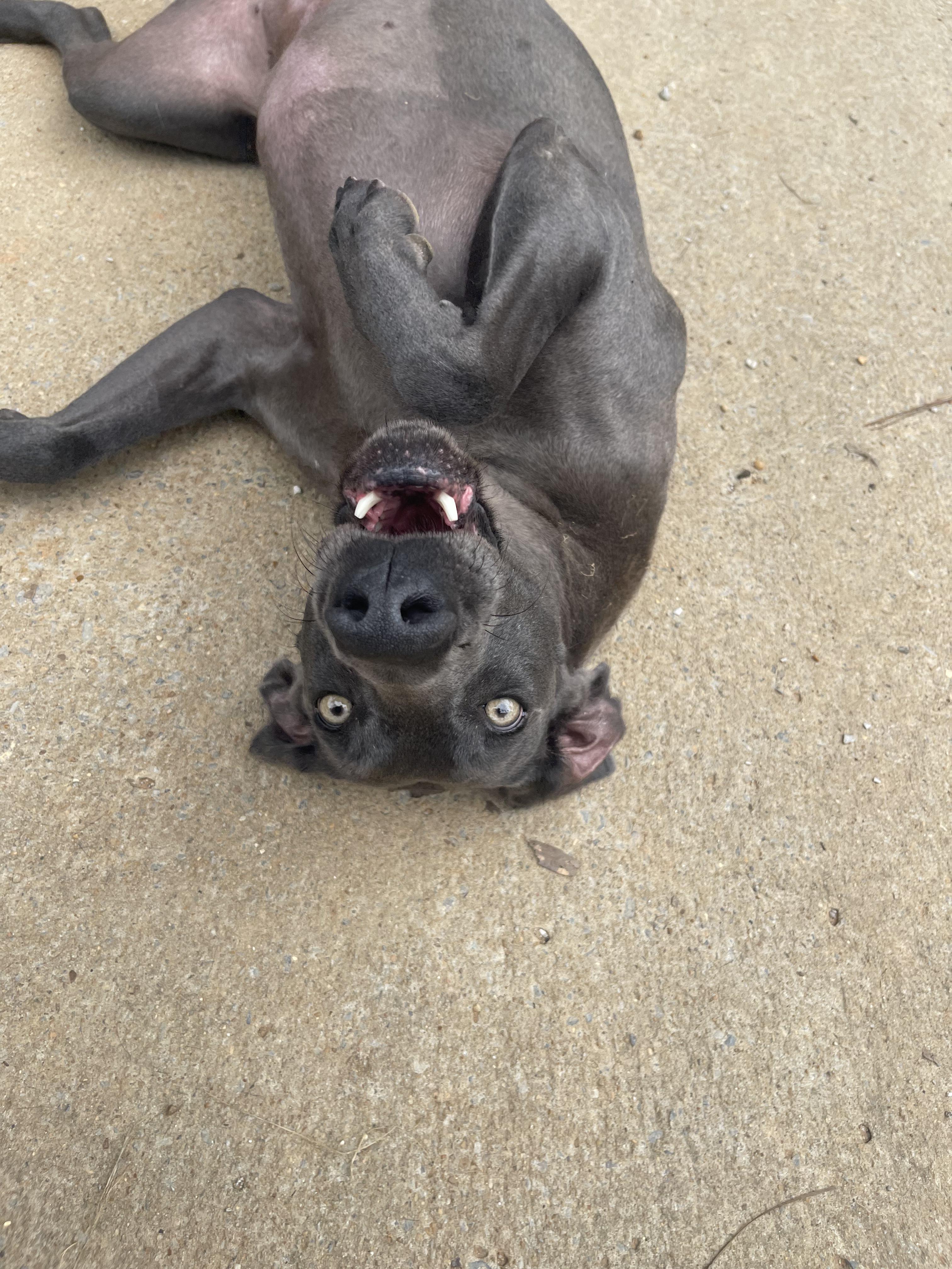 Enlarge Greta, a ADOPTABLE Weimaraner in Birmingham, AL image 4/4