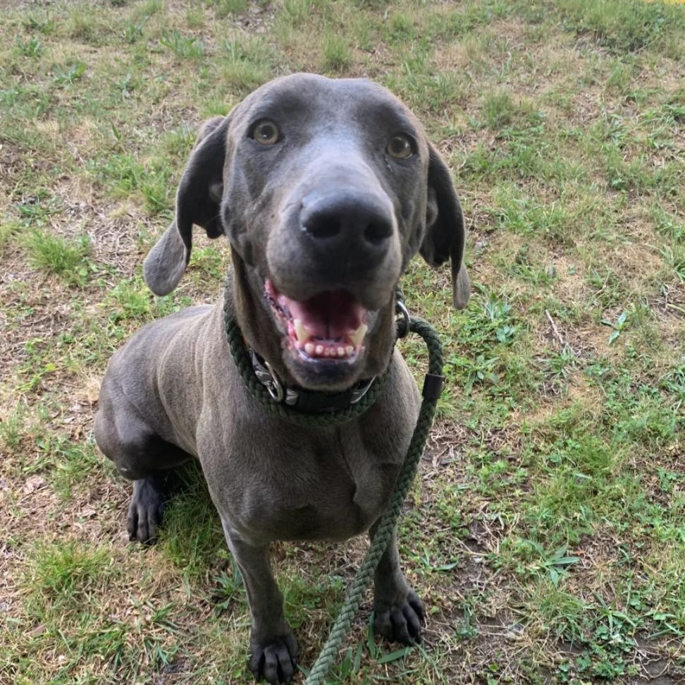 Greta, ADOPTABLE, Young Female Weimaraner.