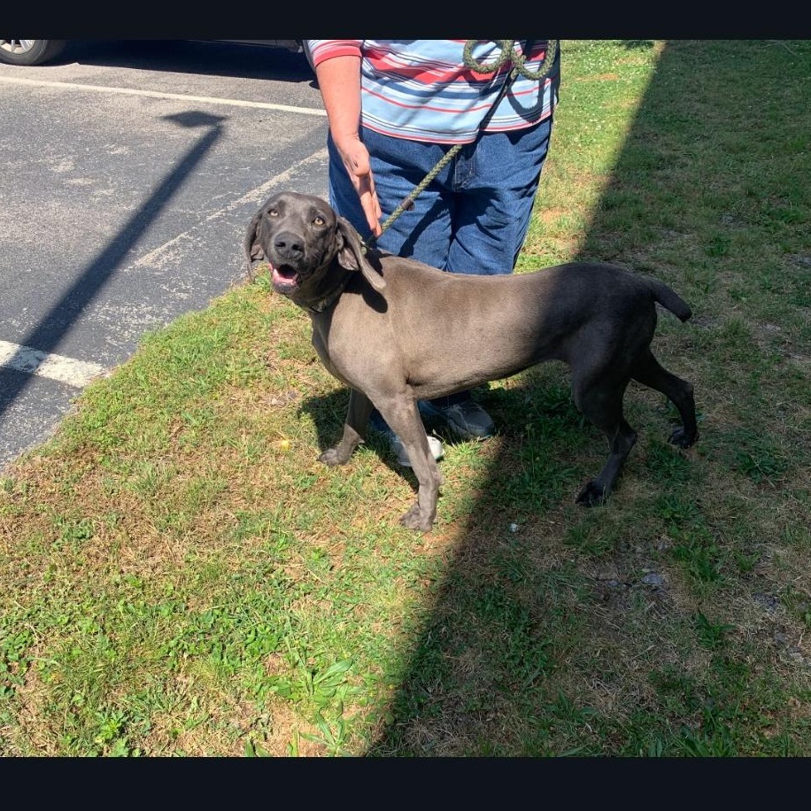 Greta, ADOPTABLE, Young Female Weimaraner.