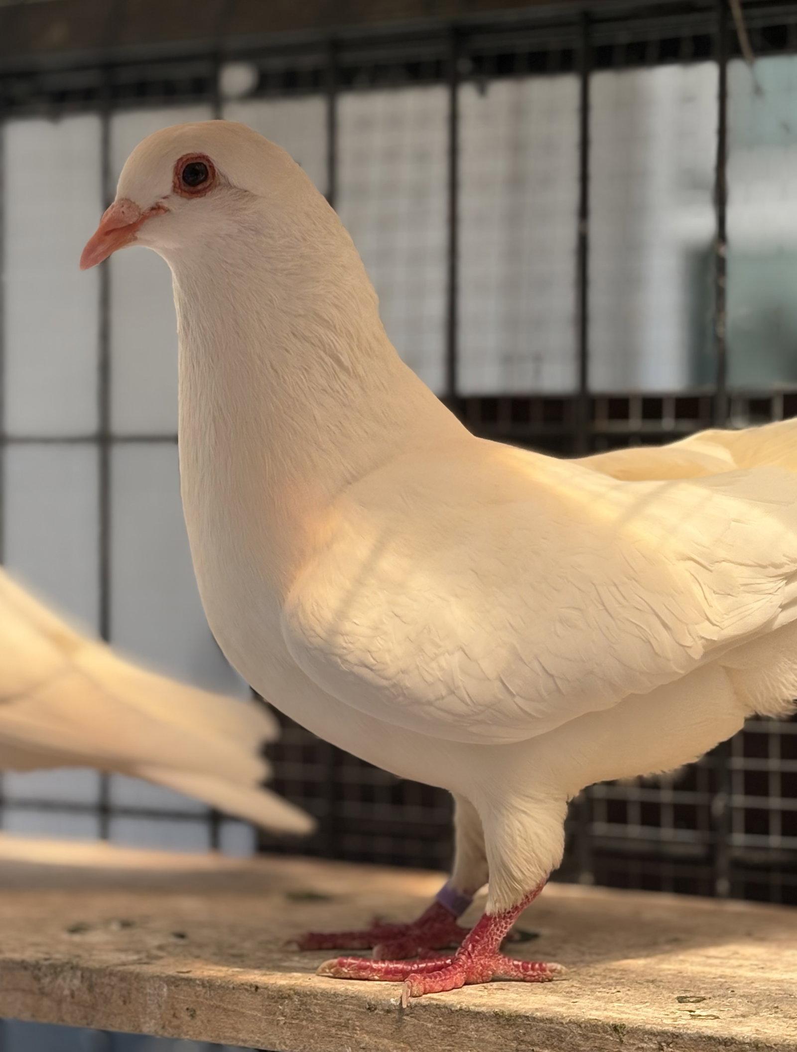 Matcha (bonded w/ Chai), Adoptable, Young Female Pigeon.
