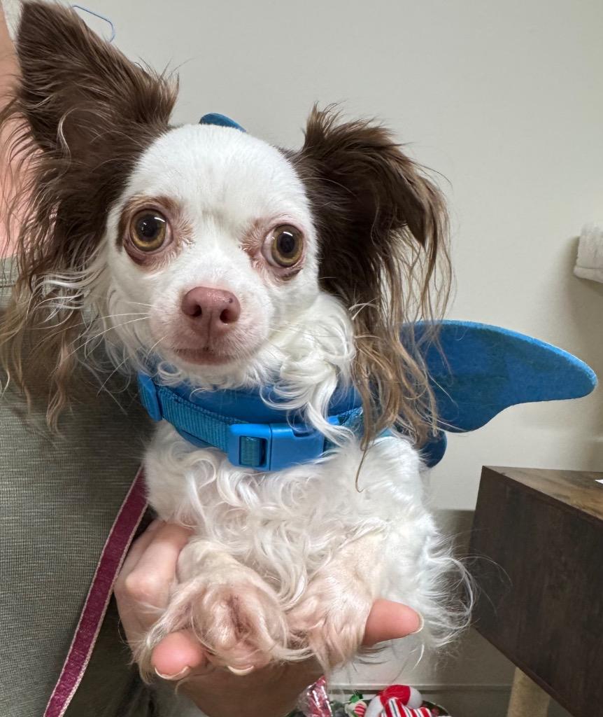 Enlarge Lily, a Adoptable Chihuahua in St. Albans, VT image 1/1