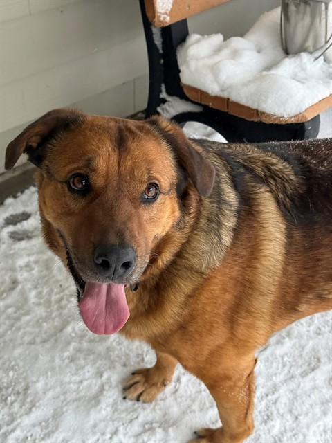 HANS, Adoptable, Adult Male German Shepherd Dog.