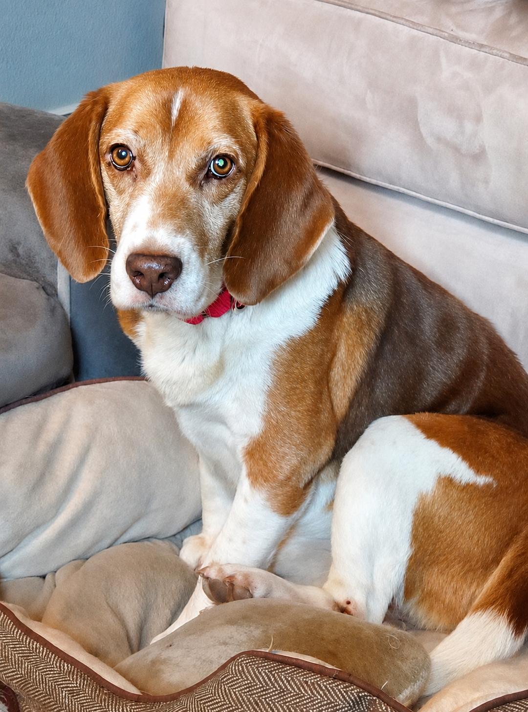 Bugsey, a Adoptable Beagle in Dunnellon, FL image 1/3