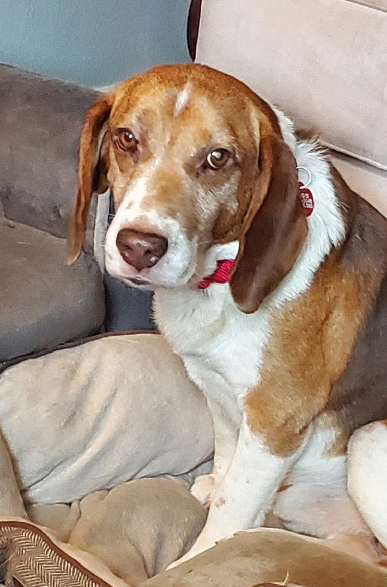 Bugsey, a Adoptable Beagle in Dunnellon, FL image 2/3