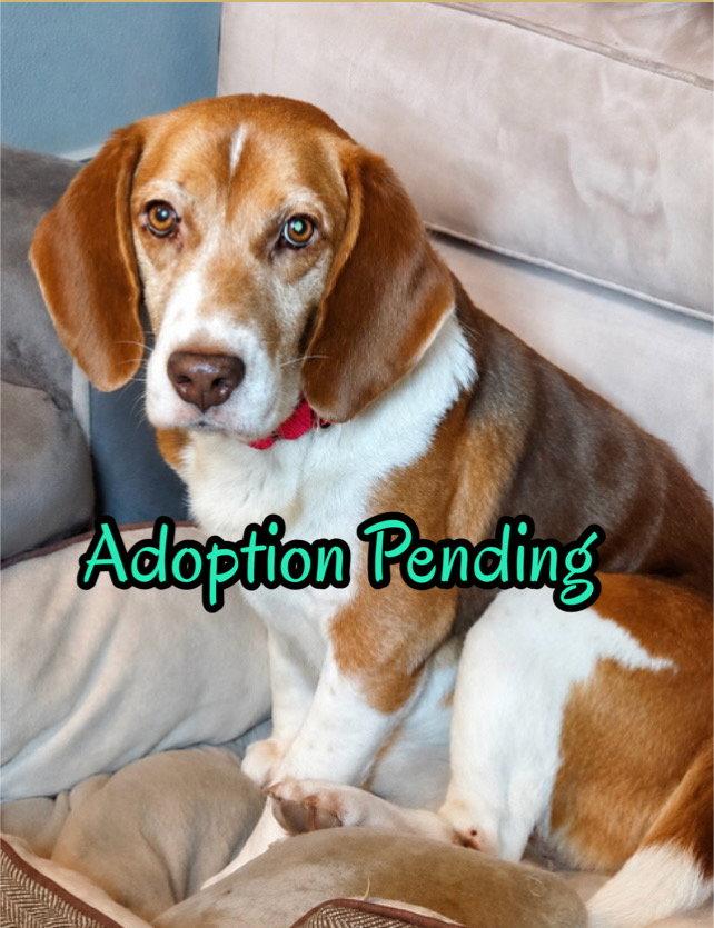 Bugsey, a Adoptable Beagle in Dunnellon, FL image 3/3