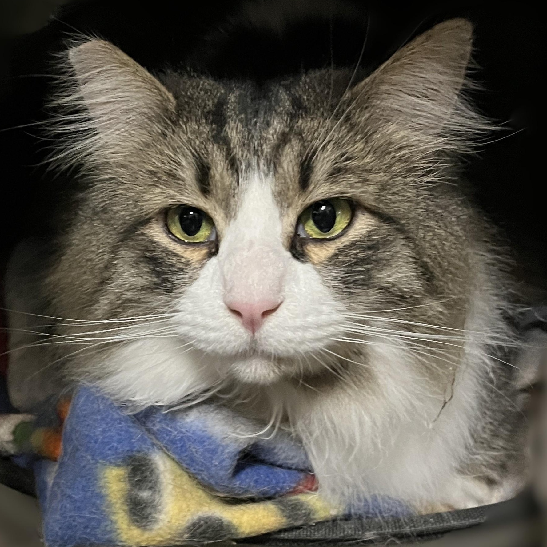 Rocko (gentle giant), adopted, Adult Male Domestic Long Hair.