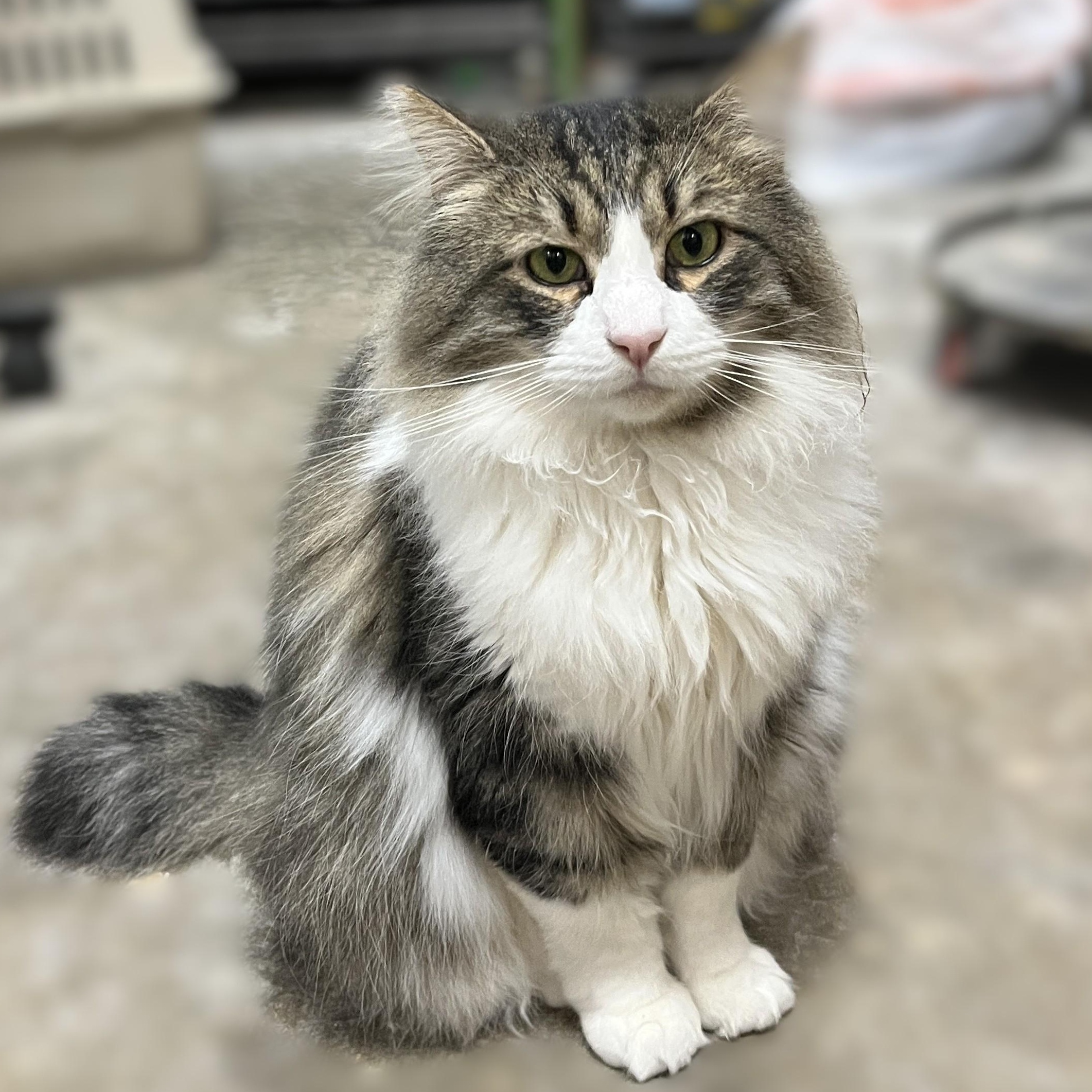 Enlarge Rocko (gentle giant), an adopted Domestic Long Hair in Shingletown, CA image 2/5