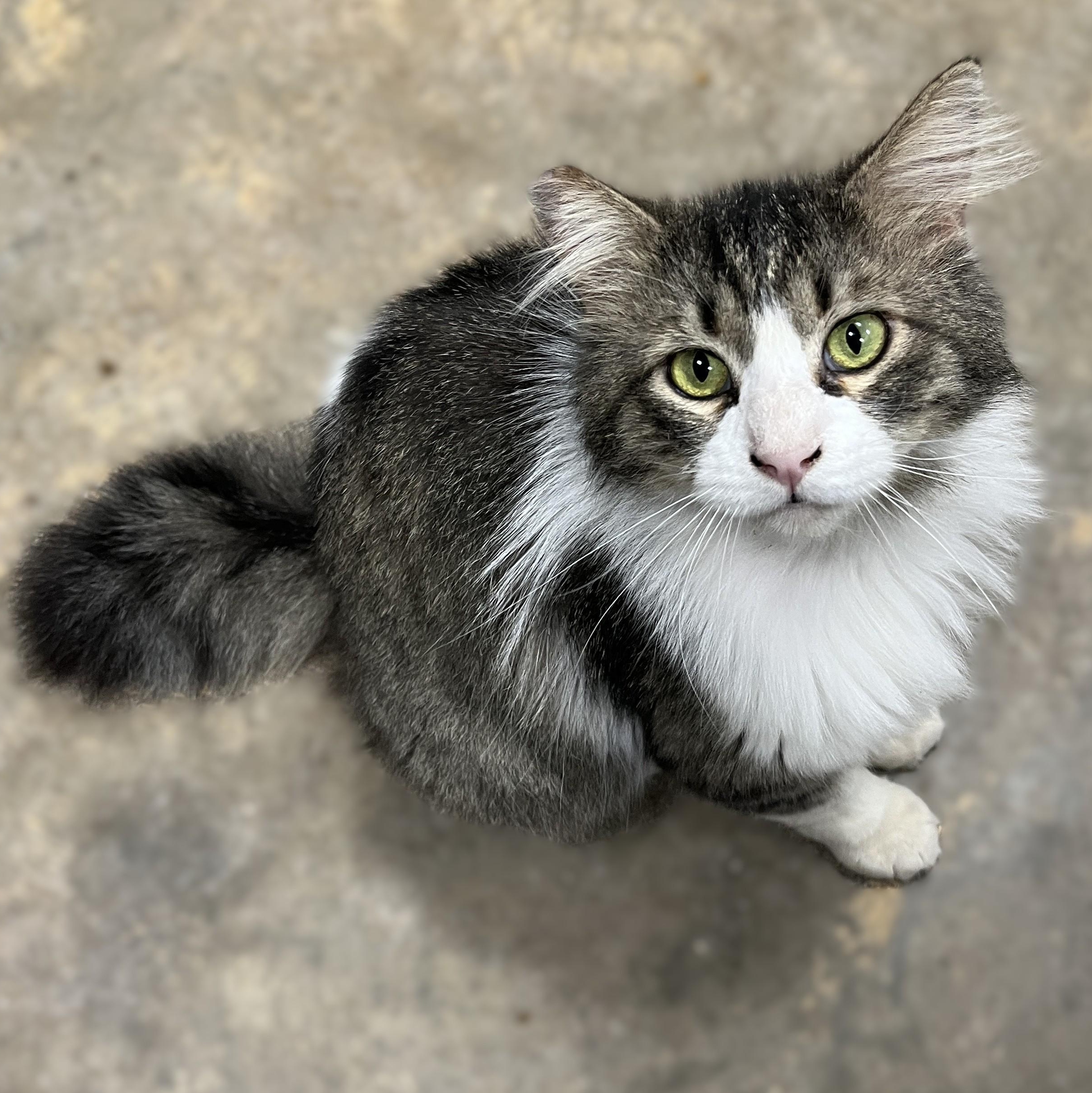 Enlarge Rocko (gentle giant), an adopted Domestic Long Hair in Shingletown, CA image 3/5