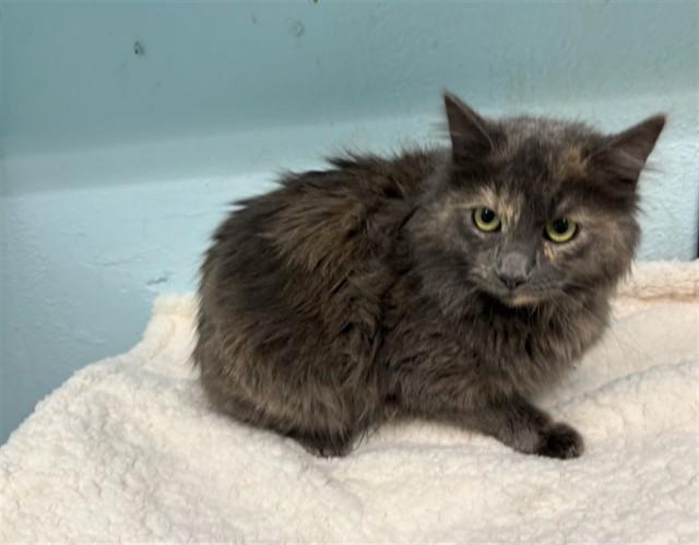 PRINCESS, Adoptable, Young Female Domestic Medium Hair.