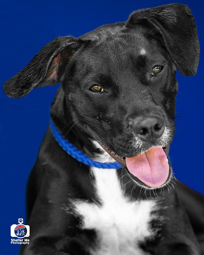 Rachel, a Adoptable mixed breed image 2/6