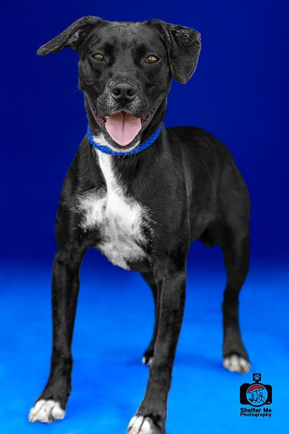 Enlarge Rachel, a Adoptable mixed breed in Denham Springs, LA image 2/6