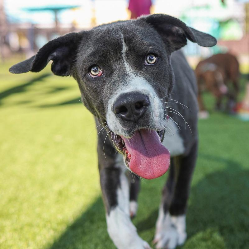 Enlarge Gunner, a Adoptable Mixed Breed in Bradenton, FL image 1/2