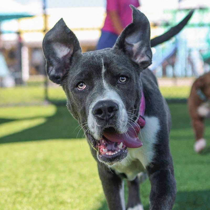 Enlarge Gunner, a Adoptable Mixed Breed in Bradenton, FL image 2/2