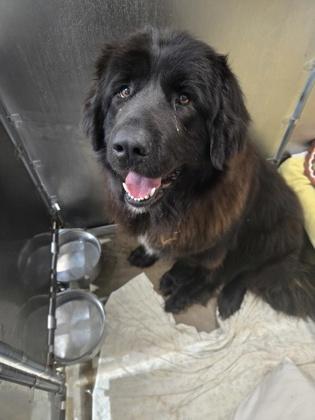 Peaches — thumbnail 2