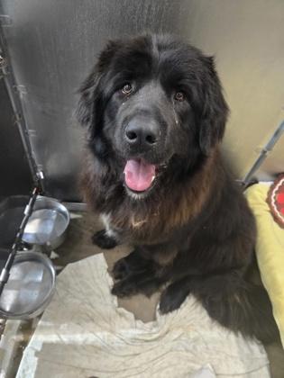 Peaches — thumbnail 3