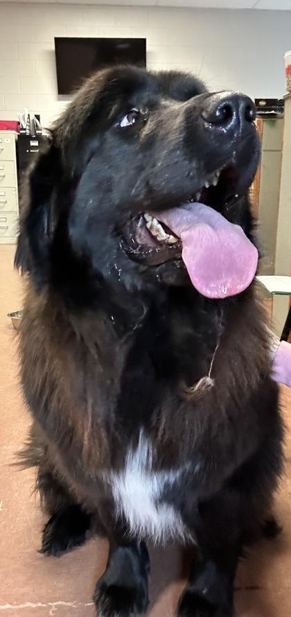 Peaches — thumbnail 4