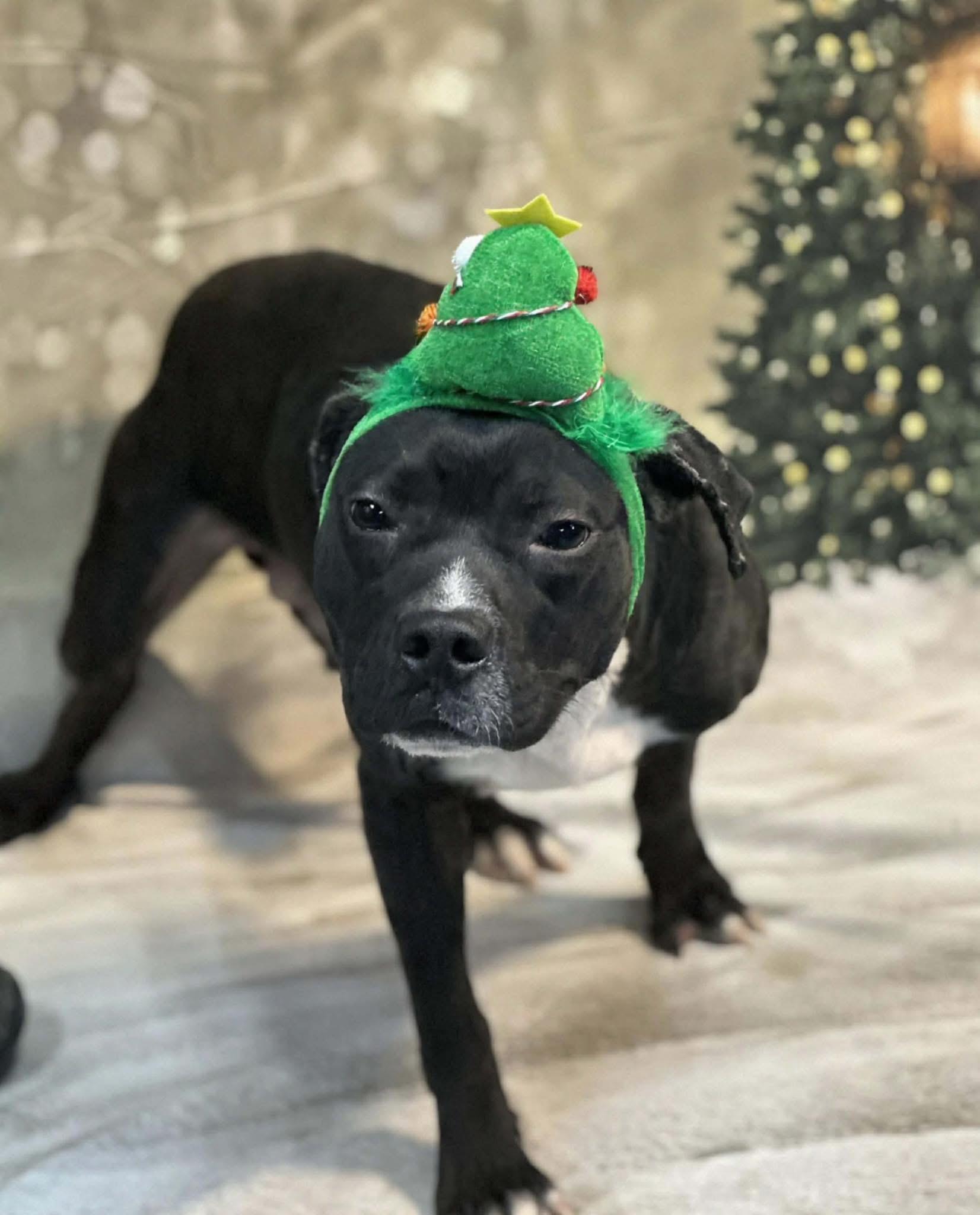 Fence, ADOPTABLE, Adult Male Mixed Breed.