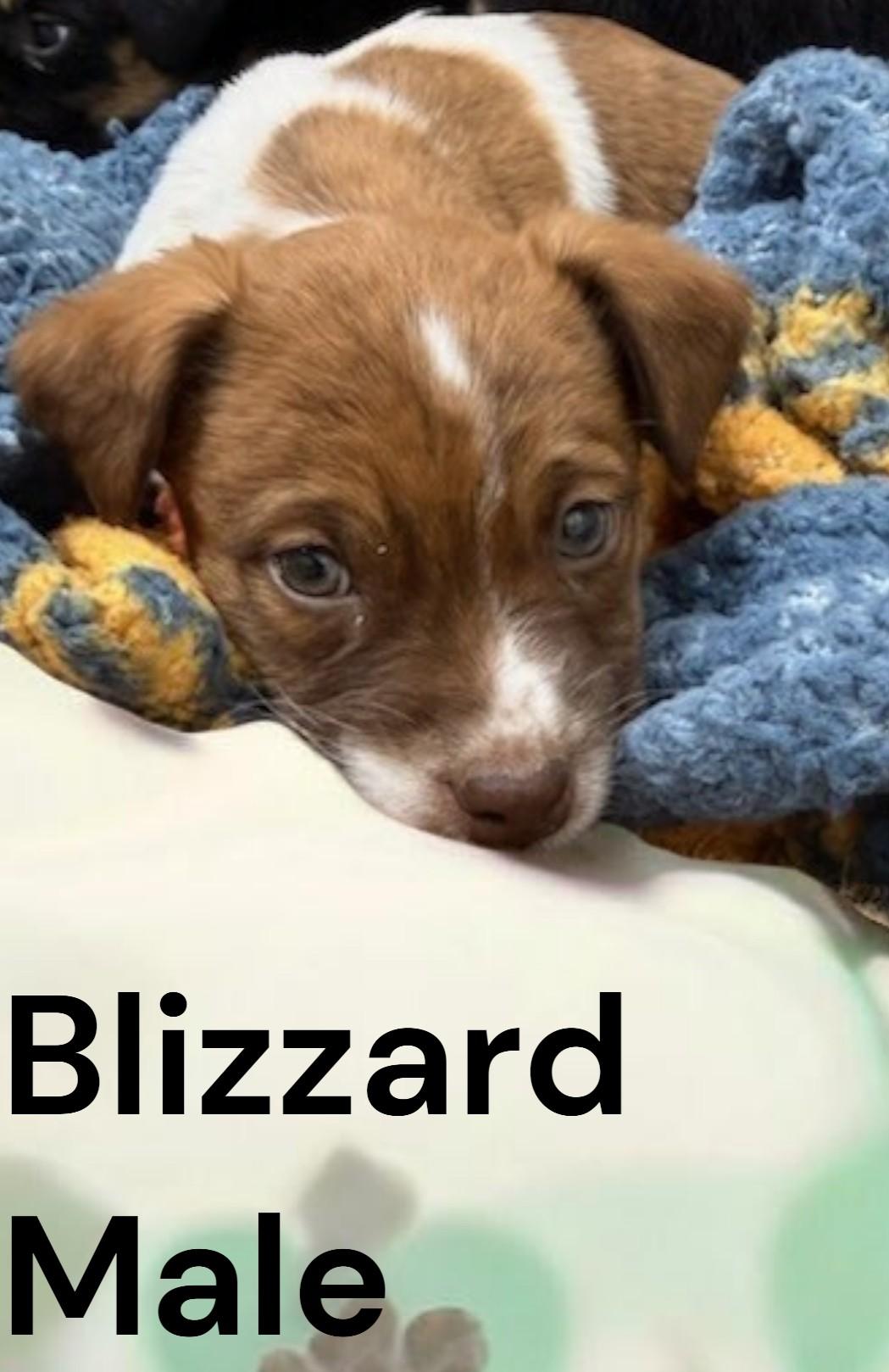 Blizzard, adopted, Puppy Male Mixed Breed.