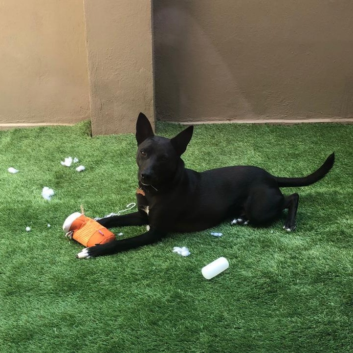 Paco Wong, Adoptable, Young Male Mixed Breed & Shepherd.