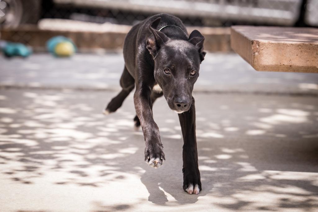 Enlarge Emmy Lou, a Adoptable mixed breed in Twentynine Palms, CA image 1/3