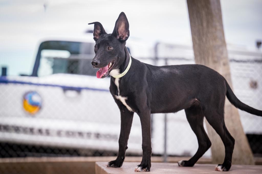 Enlarge Emmy Lou, a Adoptable mixed breed in Twentynine Palms, CA image 2/3