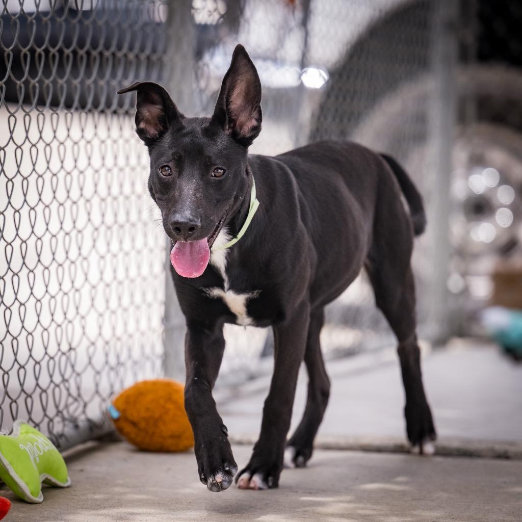 Enlarge Emmy Lou, a Adoptable mixed breed in Twentynine Palms, CA image 3/3