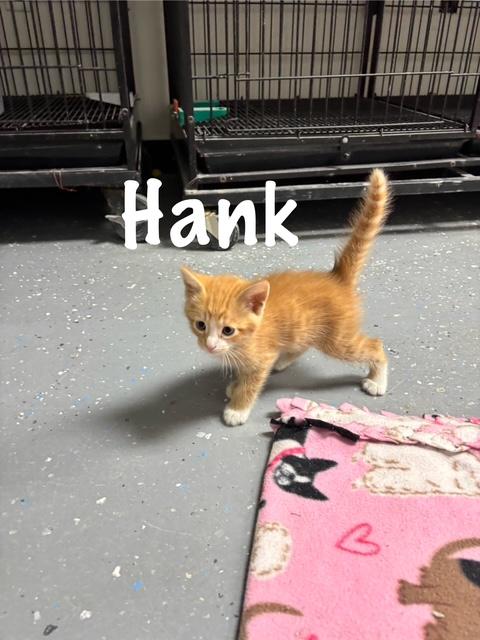 Enlarge Hank, a Adoptable American Shorthair in Perry, GA image 1/1