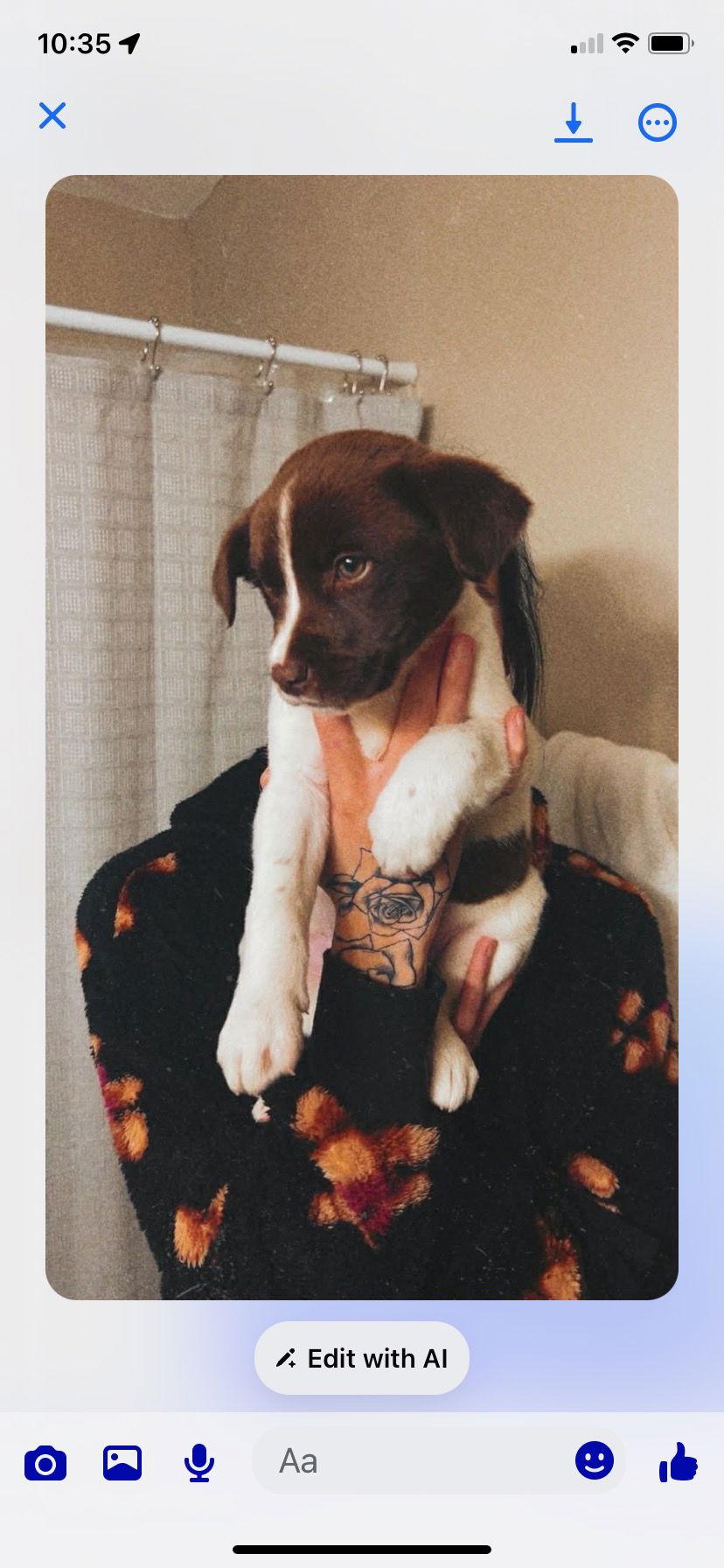 Dixie, Adopted, Puppy Female English Pointer.