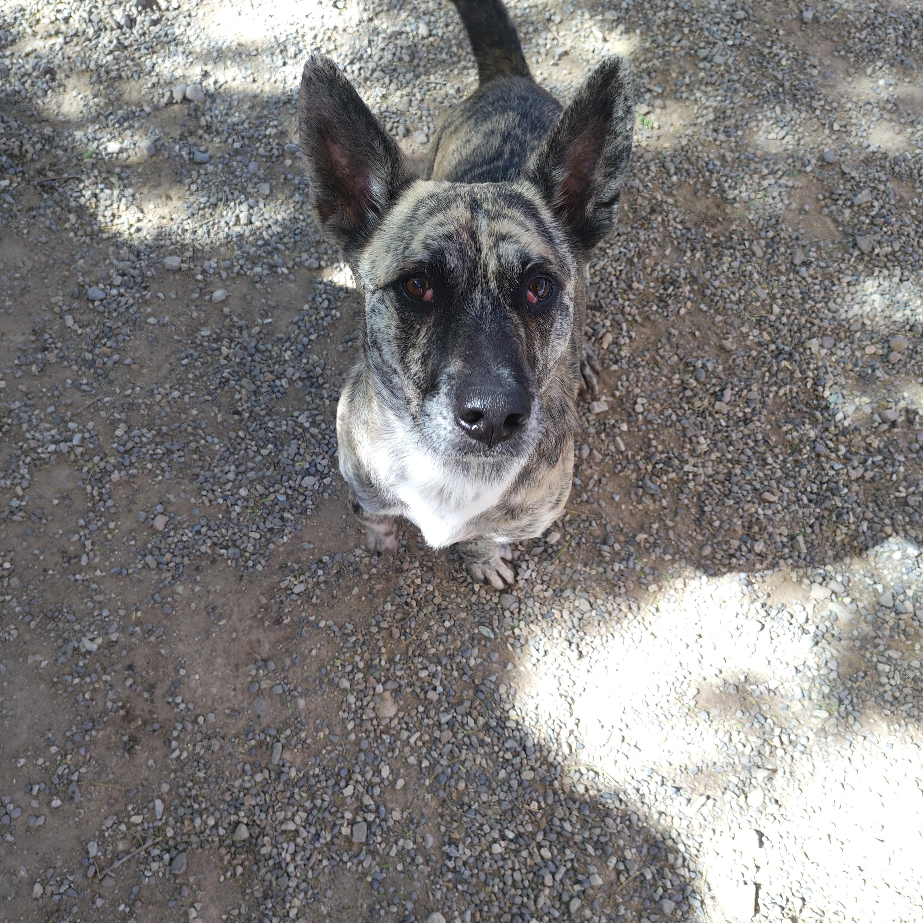 Cooper, an adoptable Corgi in Parker, AZ, 85344 | Photo Image 1