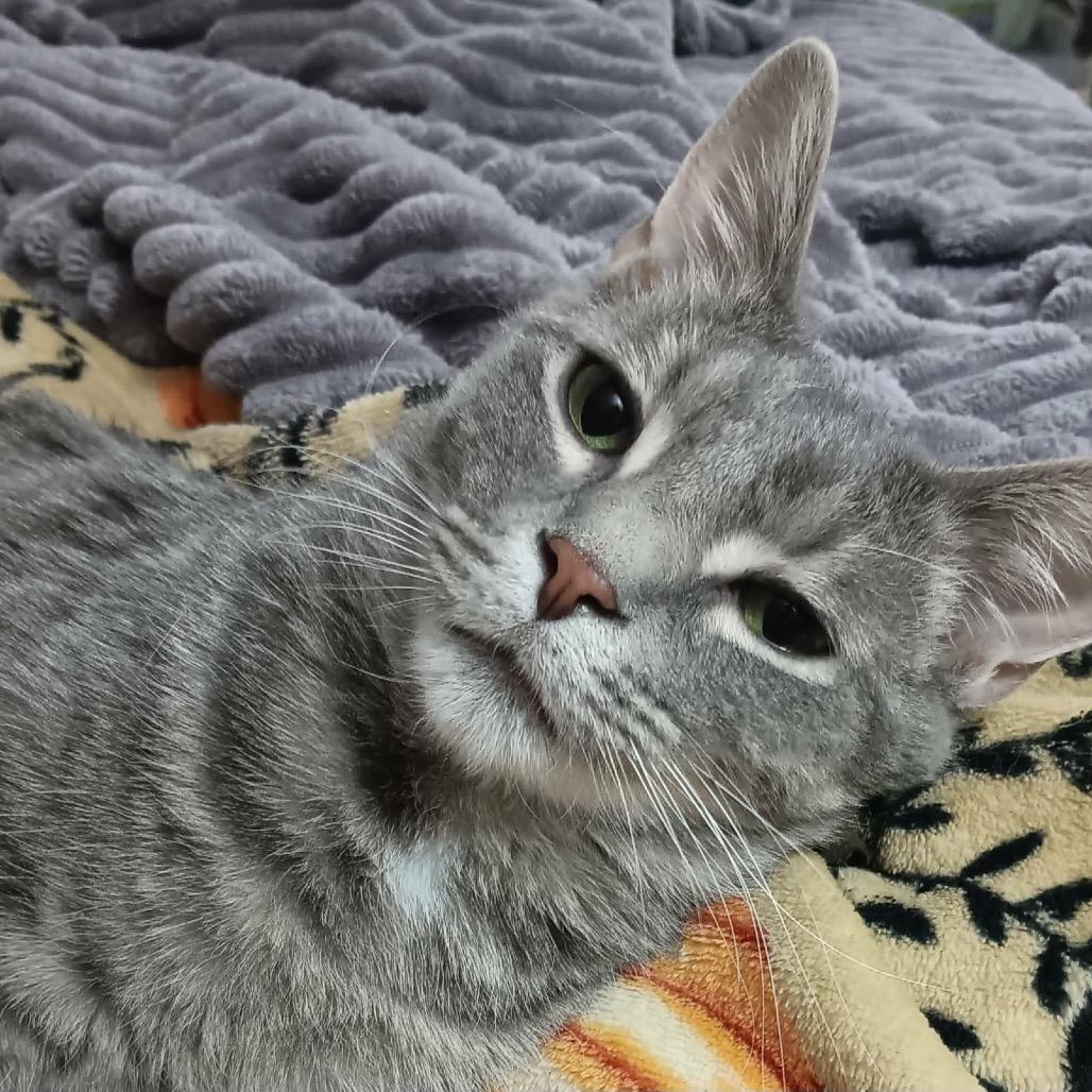 Luca, Adoptable, Young Male Domestic Short Hair.