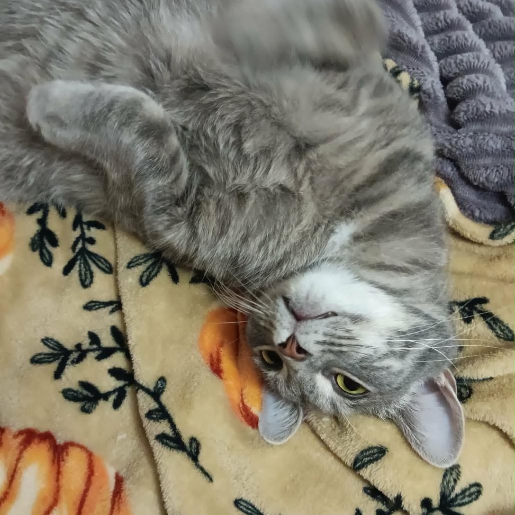 Enlarge Luca, a Adoptable Domestic Short Hair in Springfield, OH image 2/6