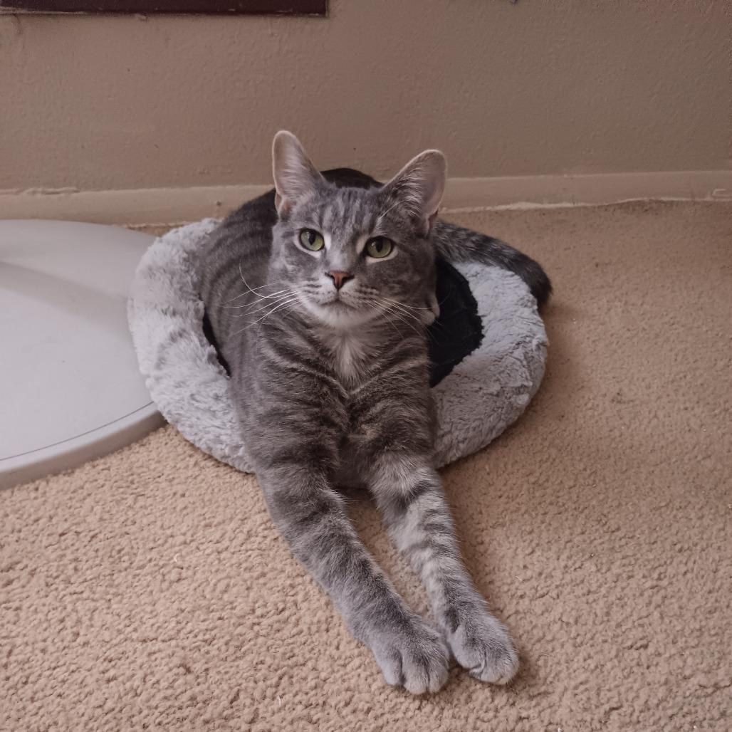 Enlarge Luca, a Adoptable Domestic Short Hair in Springfield, OH image 3/6