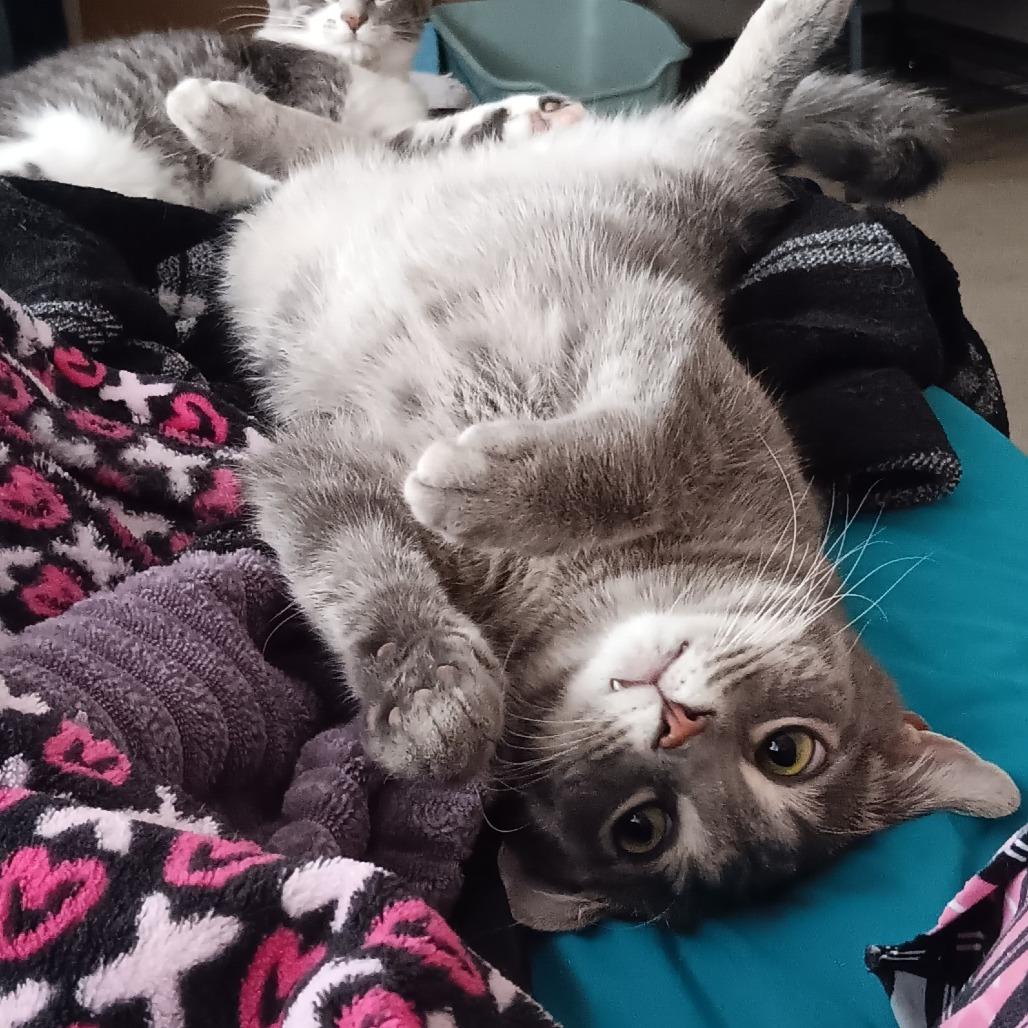 Enlarge Luca, a Adoptable Domestic Short Hair in Springfield, OH image 4/6