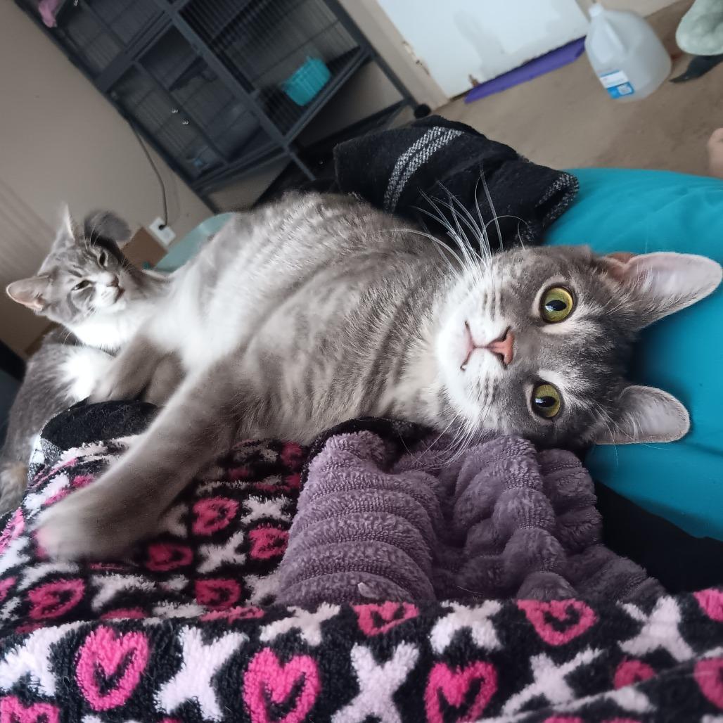 Enlarge Luca, a Adoptable Domestic Short Hair in Springfield, OH image 5/6