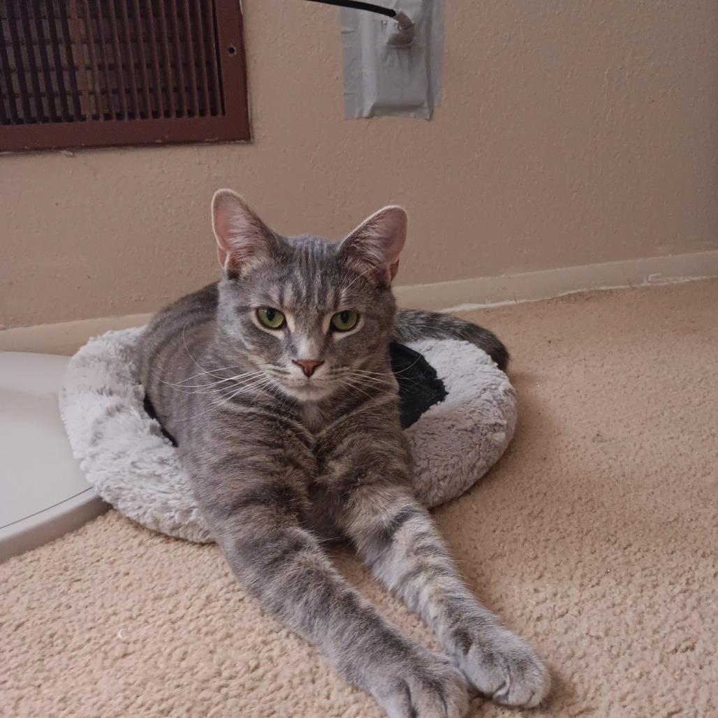 Enlarge Luca, a Adoptable Domestic Short Hair in Springfield, OH image 6/6