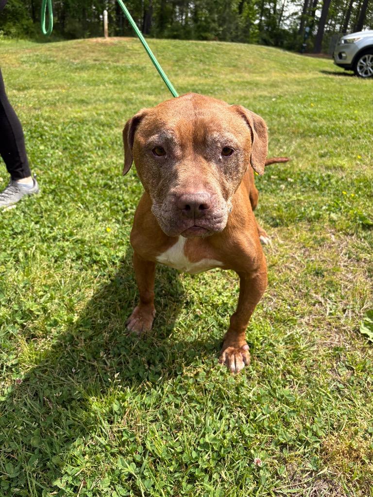 Enlarge Adele, a Adopted Pit Bull Terrier in Cambridge, MD image 1/1