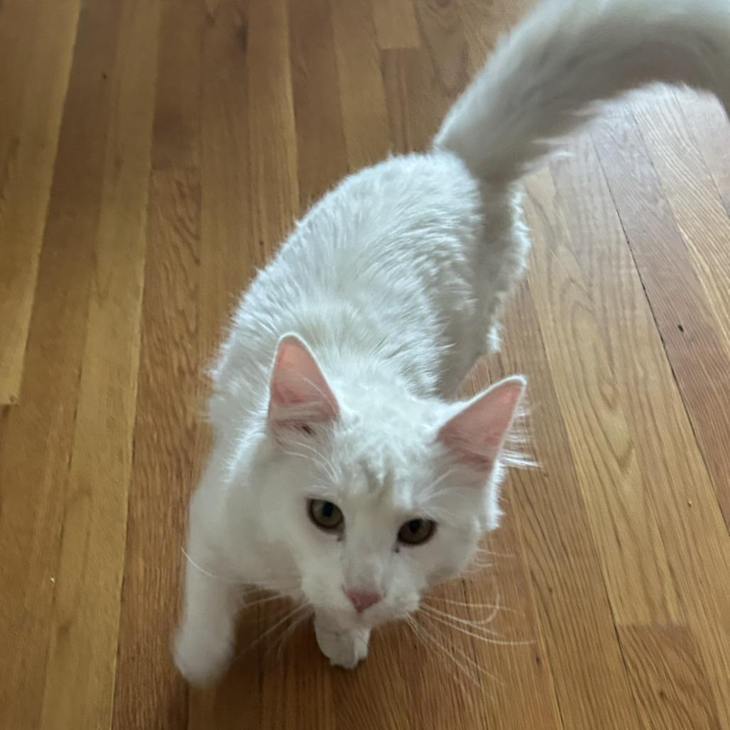 Enlarge Yeti, a Adoptable Domestic Medium Hair in Wakefield, MA image 1/6