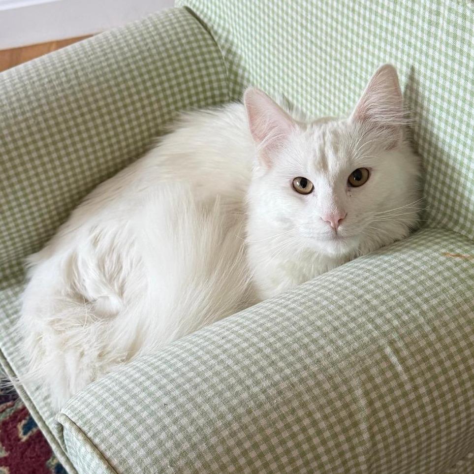 Enlarge Yeti, a Adoptable Domestic Medium Hair in Wakefield, MA image 2/6