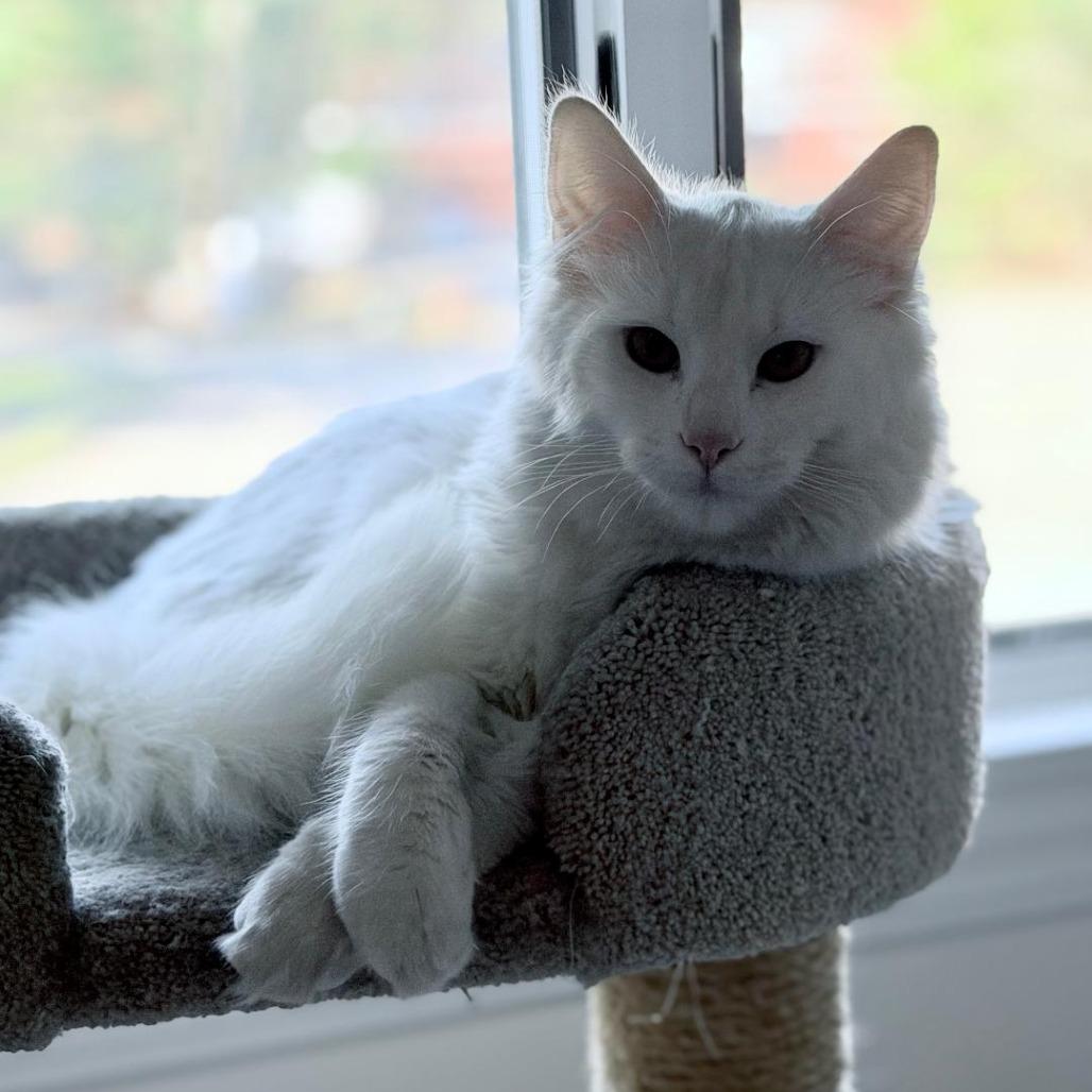 Enlarge Yeti, a Adoptable Domestic Medium Hair in Wakefield, MA image 3/6