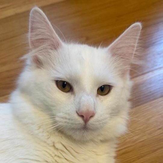 Enlarge Yeti, a Adoptable Domestic Medium Hair in Wakefield, MA image 4/6