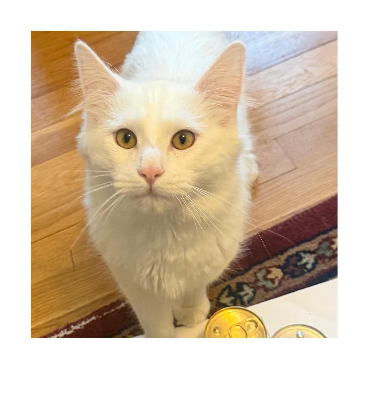 Enlarge Yeti, a Adoptable Domestic Medium Hair in Wakefield, MA image 5/6
