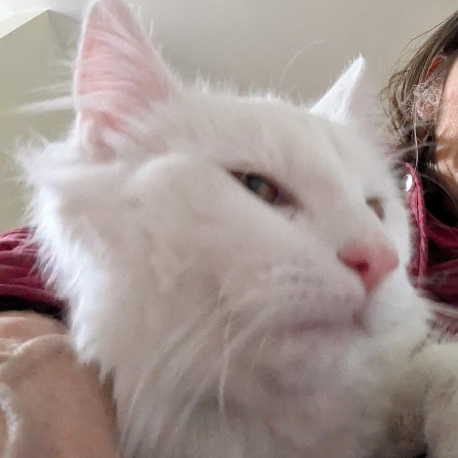 Enlarge Yeti, a Adoptable Domestic Medium Hair in Wakefield, MA image 6/6